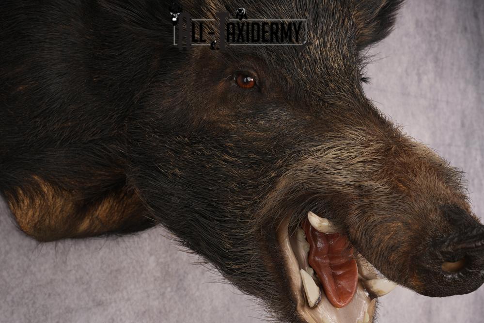 Russian Boar Taxidermy Mount SKU 2977 - Image 3