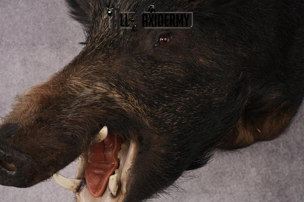 Russian Boar Taxidermy Mount SKU 2977 - Image 2