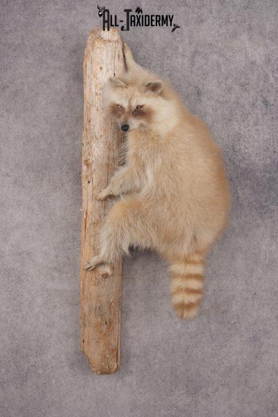 Cinnamon Raccoon SKU 2959