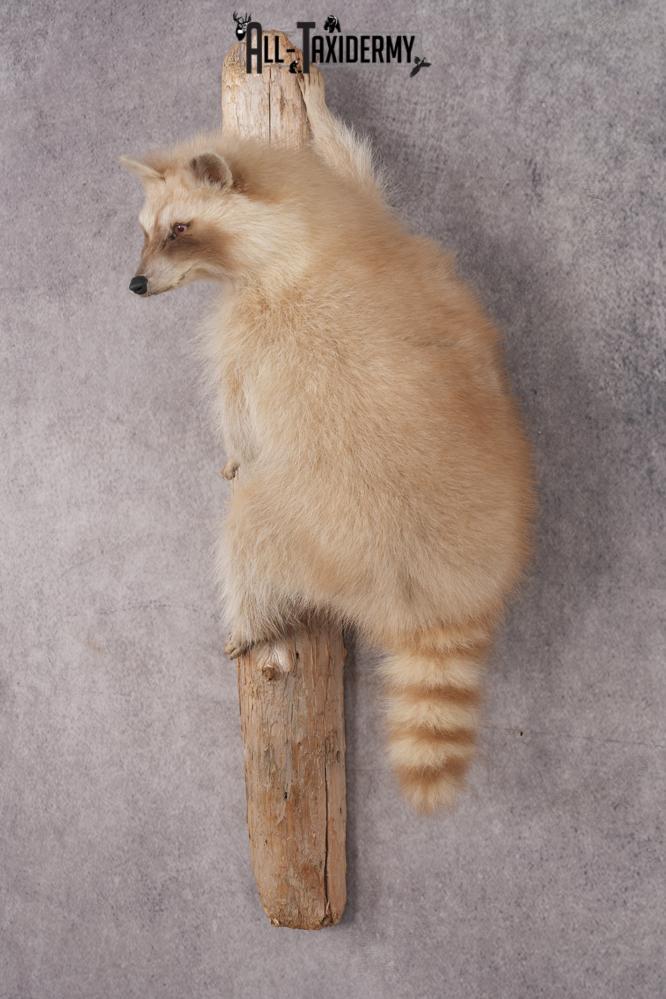 Cinnamon Raccoon SKU 2959 - Image 7