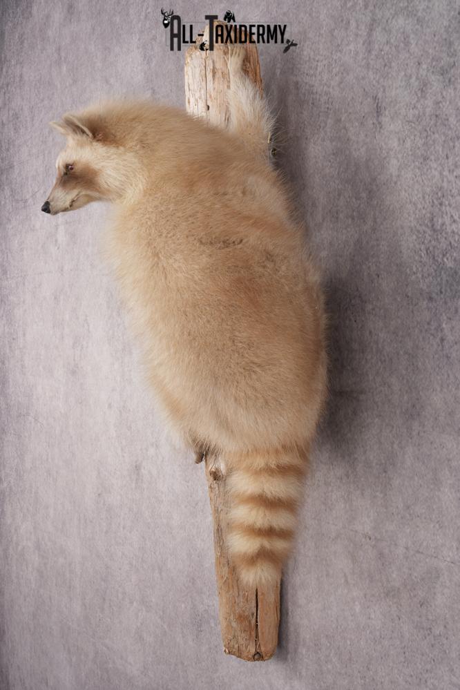 Cinnamon Raccoon SKU 2959 - Image 6