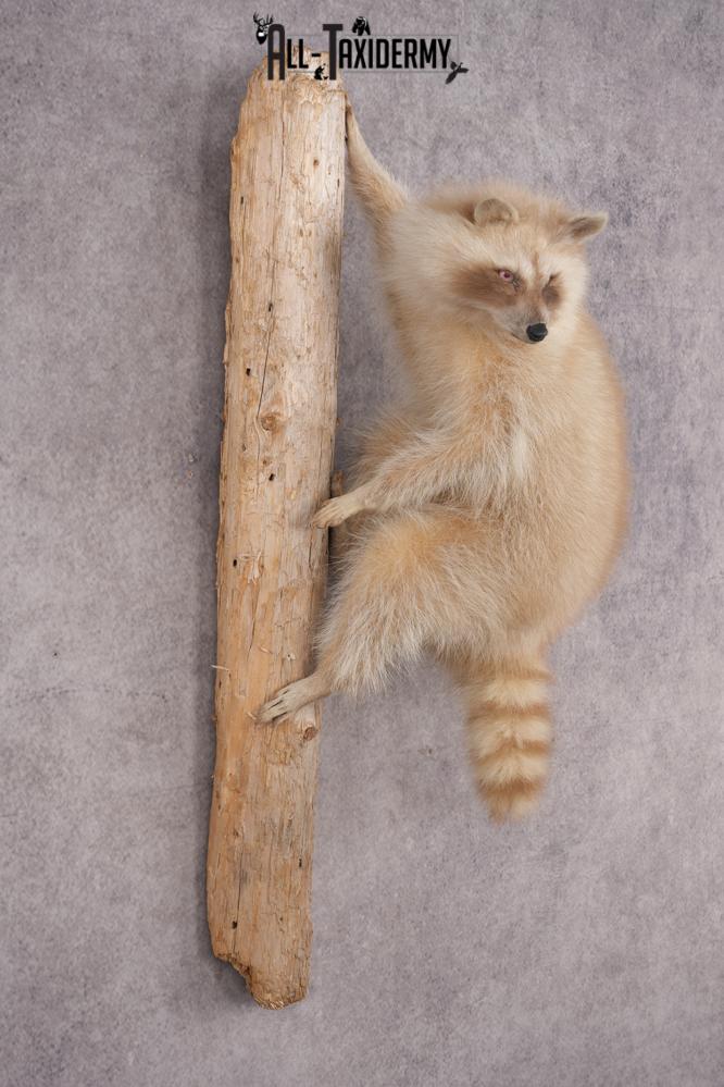 Cinnamon Raccoon SKU 2959 - Image 5