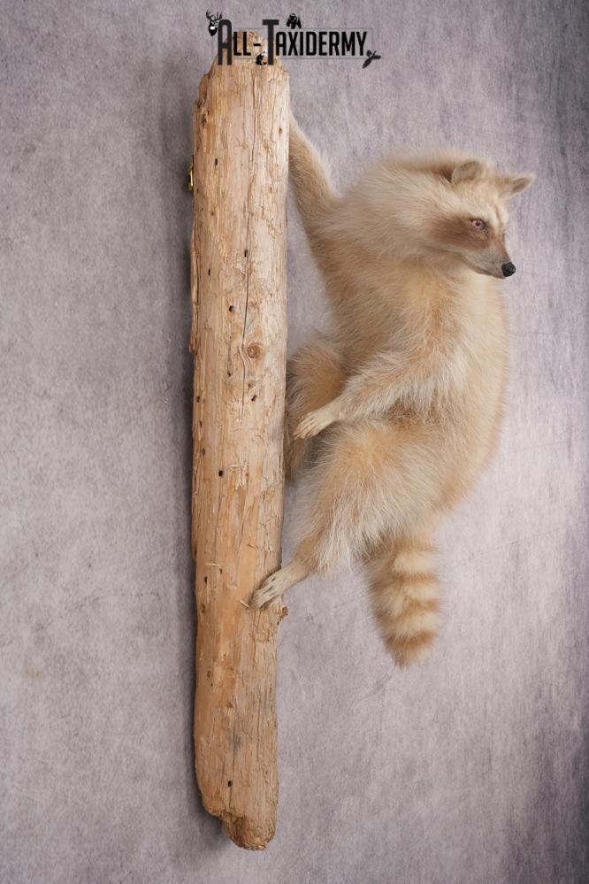 Cinnamon Raccoon SKU 2959 - Image 4