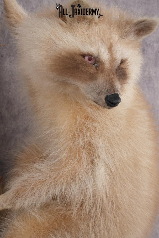 Cinnamon Raccoon SKU 2959 - Image 3