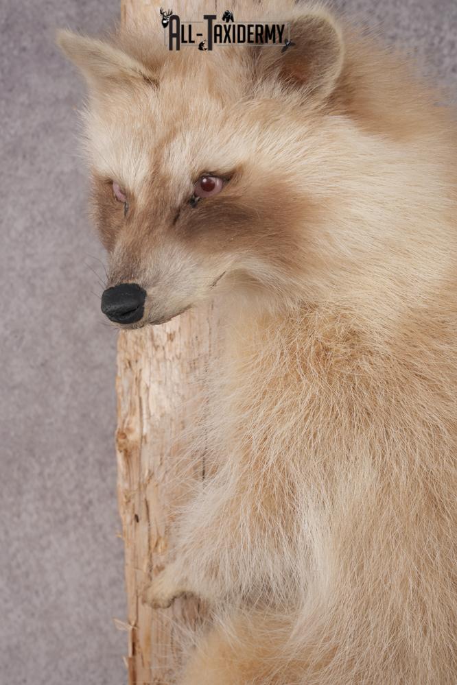 Cinnamon Raccoon SKU 2959 - Image 2