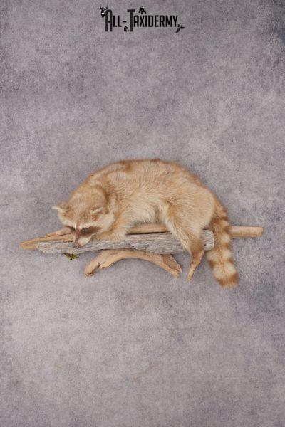 Cinnamon Raccoon SKU 2947