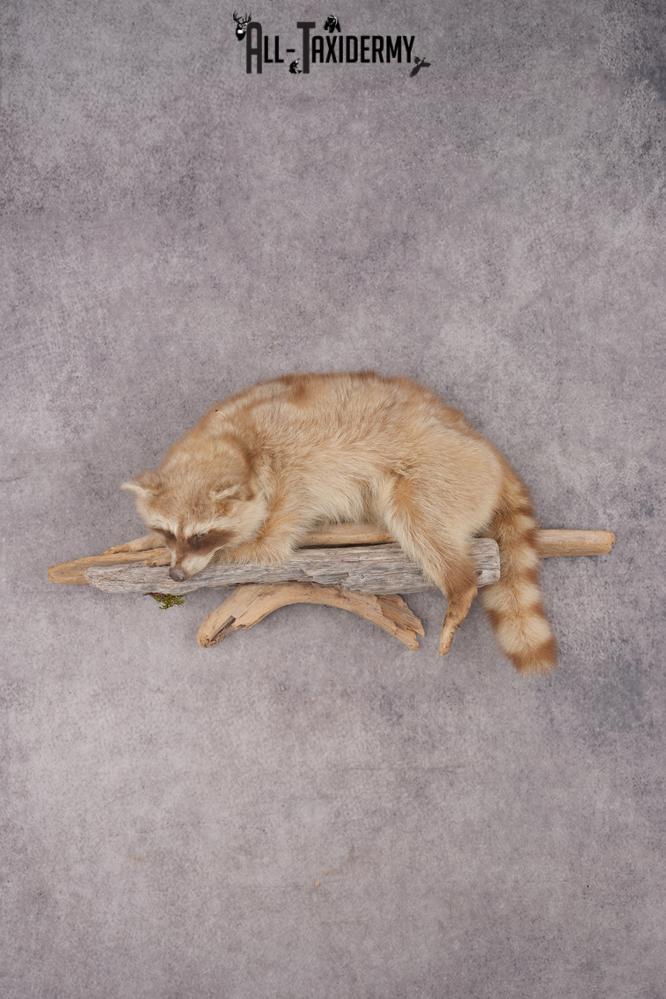 Cinnamon Raccoon SKU 2947