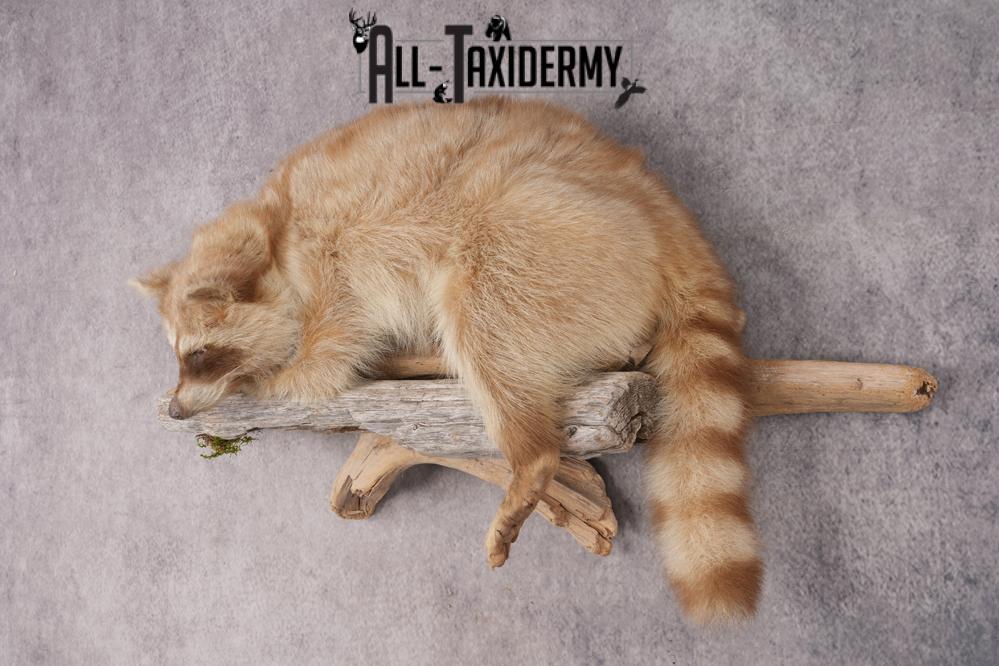 Cinnamon Raccoon SKU 2947 - Image 8