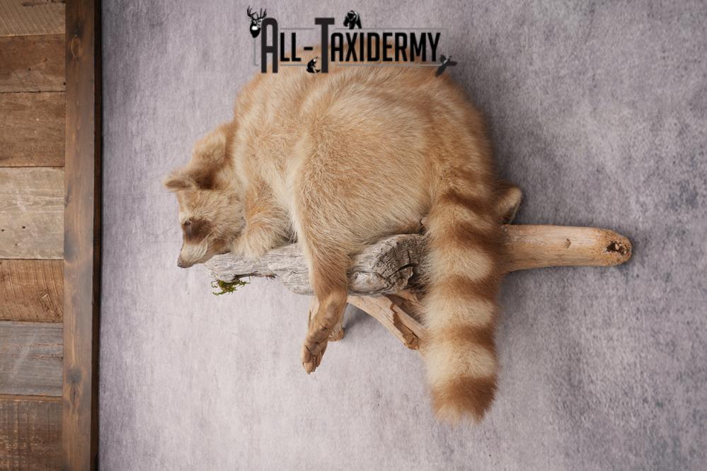 Cinnamon Raccoon SKU 2947 - Image 7