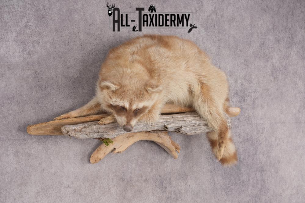 Cinnamon Raccoon SKU 2947 - Image 6