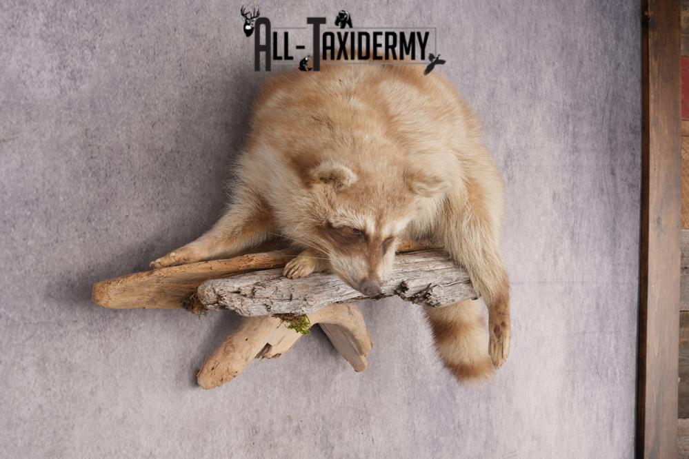 Cinnamon Raccoon SKU 2947 - Image 5