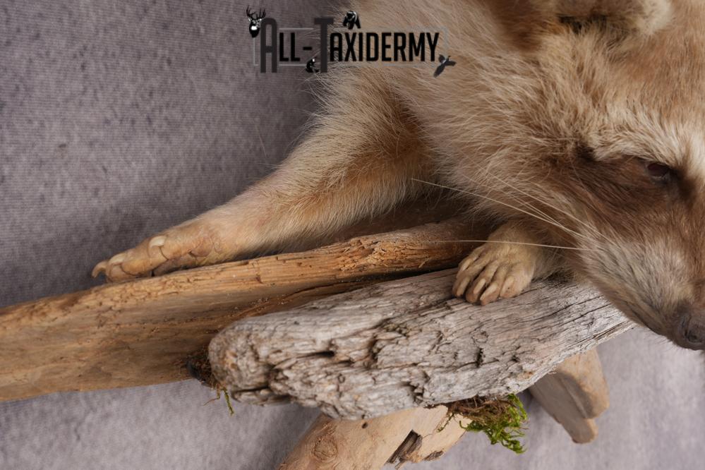 Cinnamon Raccoon SKU 2947 - Image 4