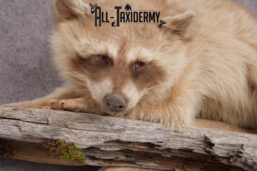 Cinnamon Raccoon SKU 2947 - Image 3