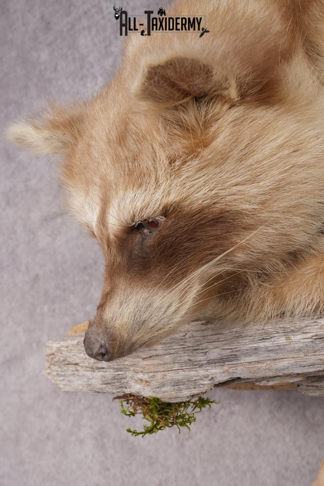 Cinnamon Raccoon SKU 2947 - Image 2