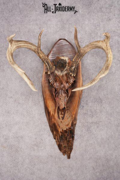 Painted Whitetail Deer Skull SKU 2918