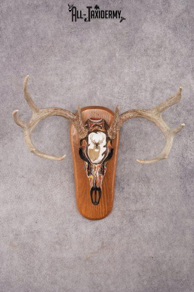 Painted Whitetail Deer Skull SKU 2915