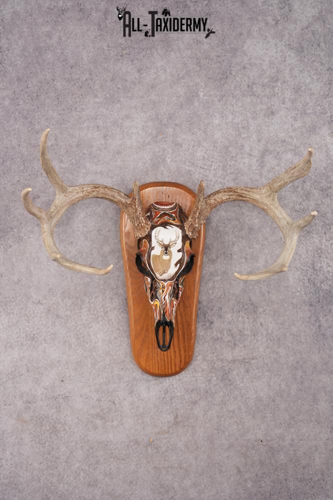 Painted Whitetail Deer Skull SKU 2915