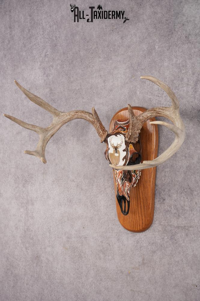 Painted Whitetail Deer Skull SKU 2915 - Image 6