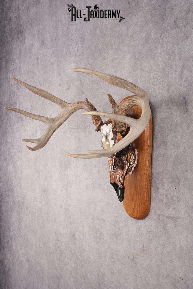 Painted Whitetail Deer Skull SKU 2915 - Image 5