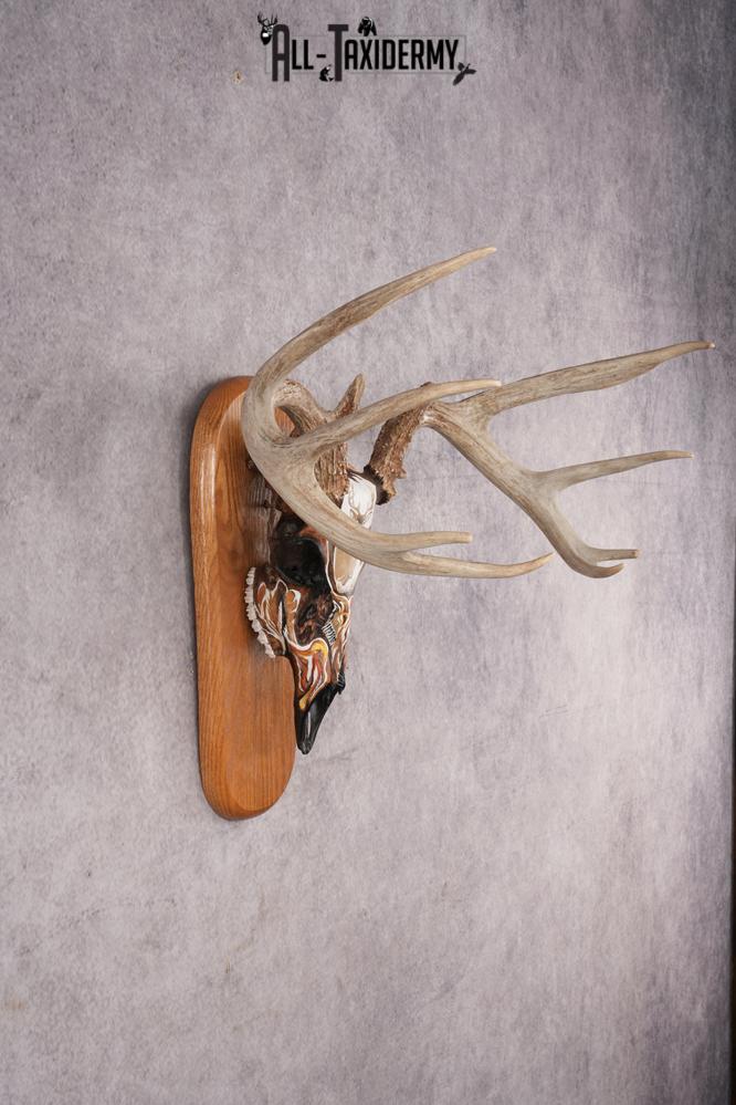 Painted Whitetail Deer Skull SKU 2915 - Image 3