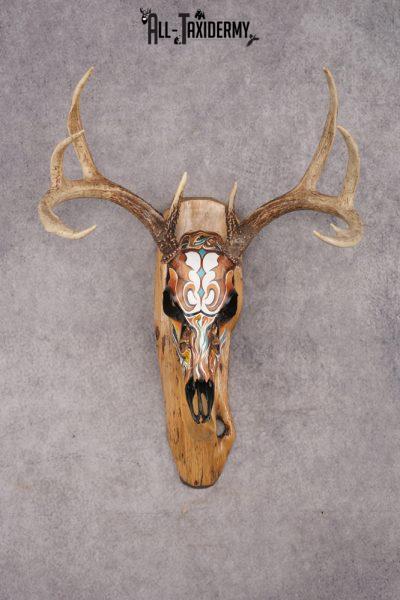Painted Whitetail Deer Skull SKU 2914