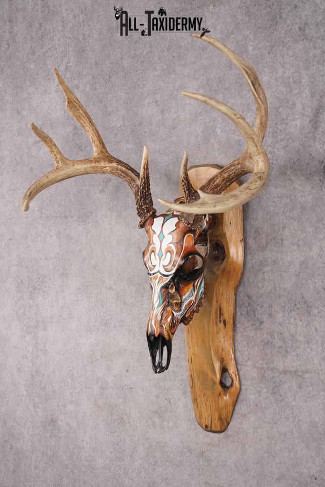 Painted Whitetail Deer Skull SKU 2914 - Image 8