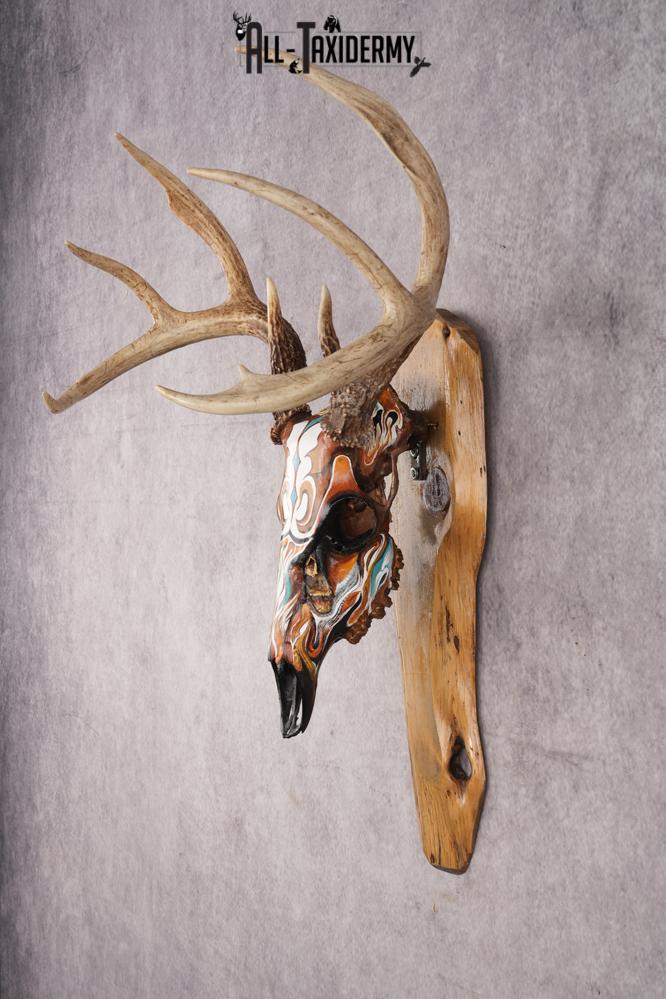 Painted Whitetail Deer Skull SKU 2914 - Image 7