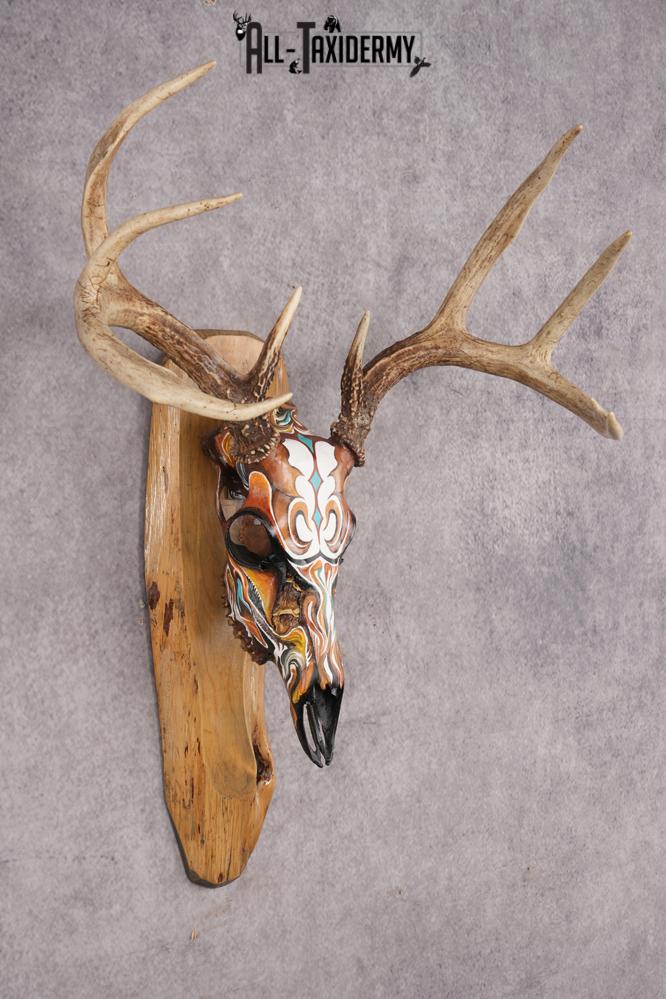 Painted Whitetail Deer Skull SKU 2914 - Image 6