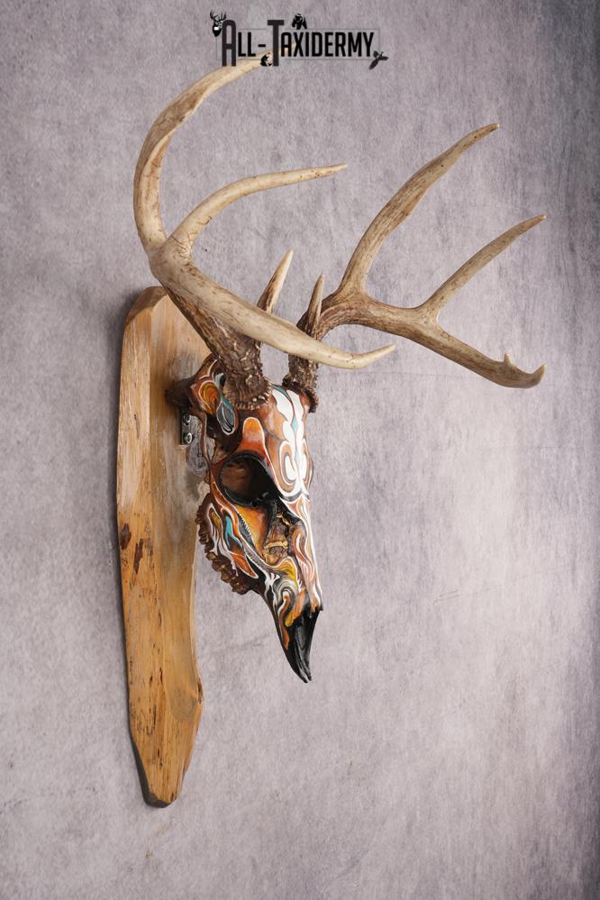 Painted Whitetail Deer Skull SKU 2914 - Image 5
