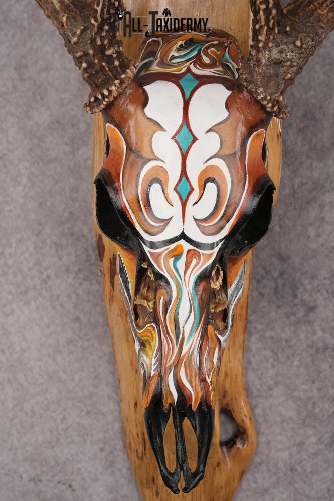 Painted Whitetail Deer Skull SKU 2914 - Image 4
