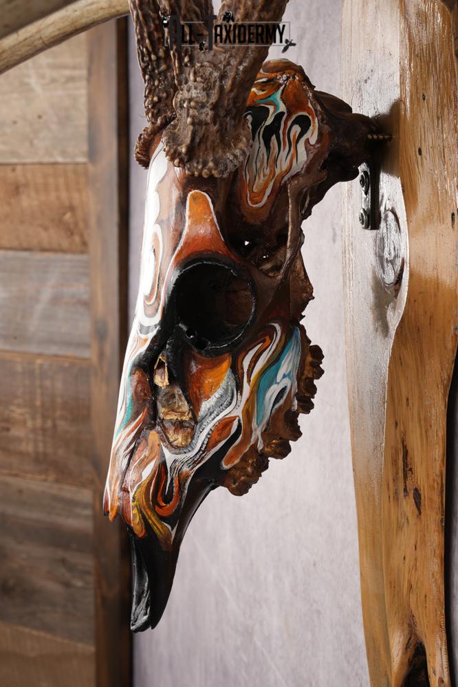 Painted Whitetail Deer Skull SKU 2914 - Image 2