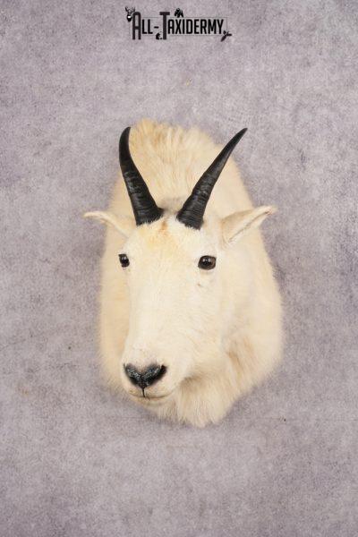 Mountain Goat Shoulder Mount SKU 2943