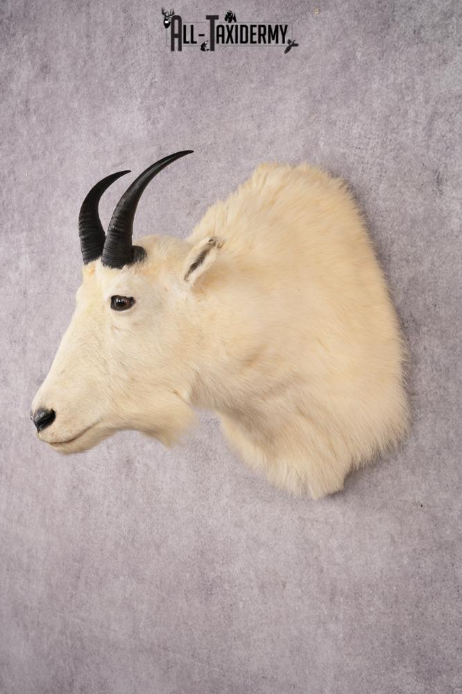 Mountain Goat Shoulder Mount SKU 2943 - Image 8