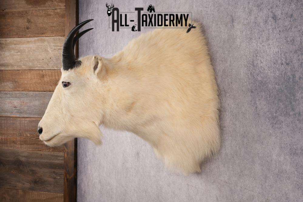 Mountain Goat Shoulder Mount SKU 2943 - Image 7