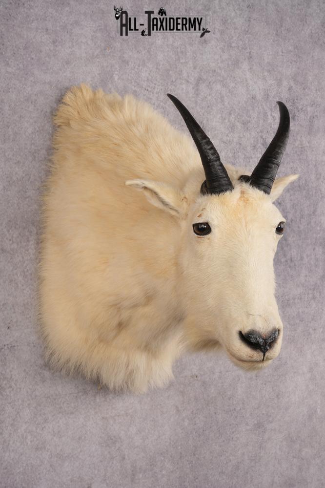 Mountain Goat Shoulder Mount SKU 2943 - Image 6