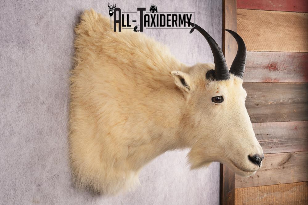 Mountain Goat Shoulder Mount SKU 2943 - Image 5