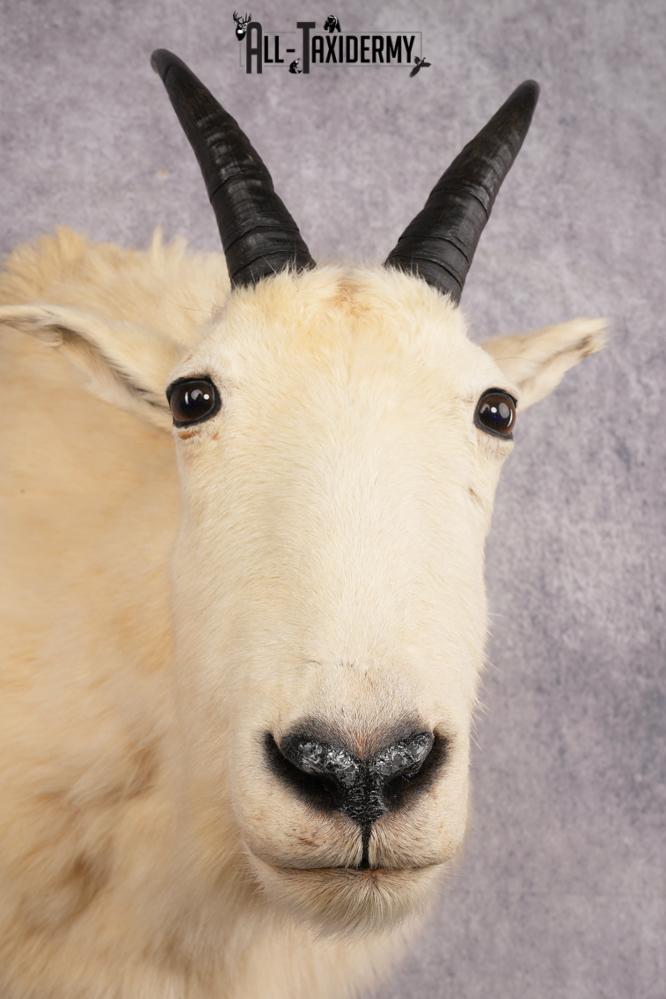 Mountain Goat Shoulder Mount SKU 2943 - Image 4