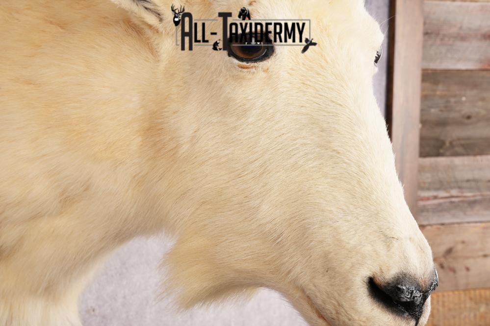 Mountain Goat Shoulder Mount SKU 2943 - Image 3