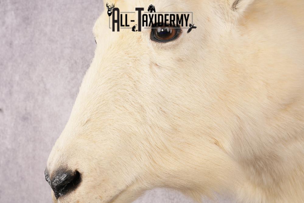 Mountain Goat Shoulder Mount SKU 2943 - Image 2