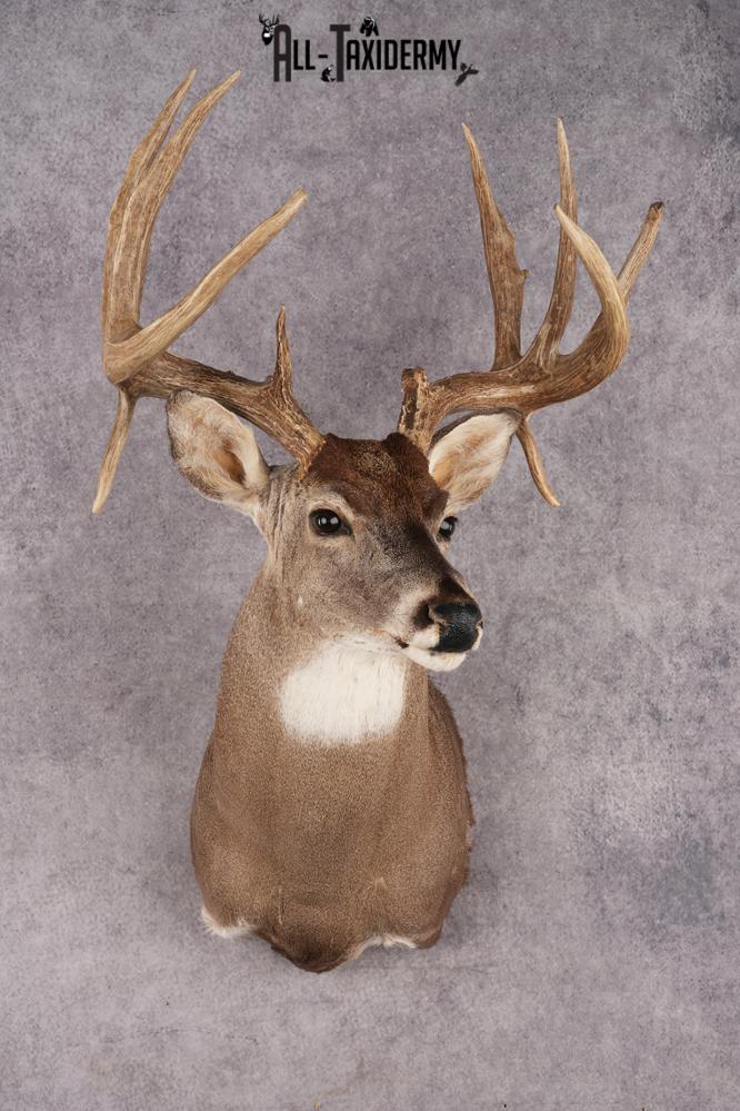 Whitetail Deer Shoulder Mount SKU 2967