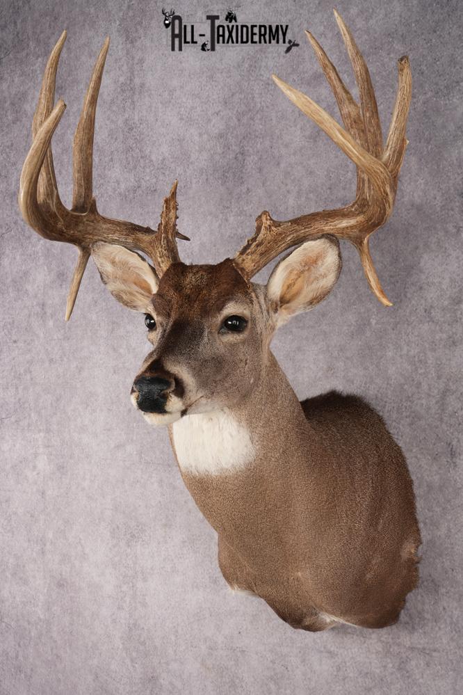 Whitetail Deer Shoulder Mount SKU 2967 - Image 8