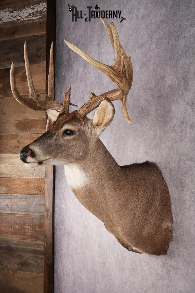 Whitetail Deer Shoulder Mount SKU 2967 - Image 7