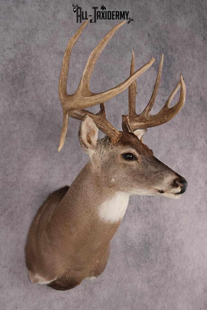Whitetail Deer Shoulder Mount SKU 2967 - Image 6