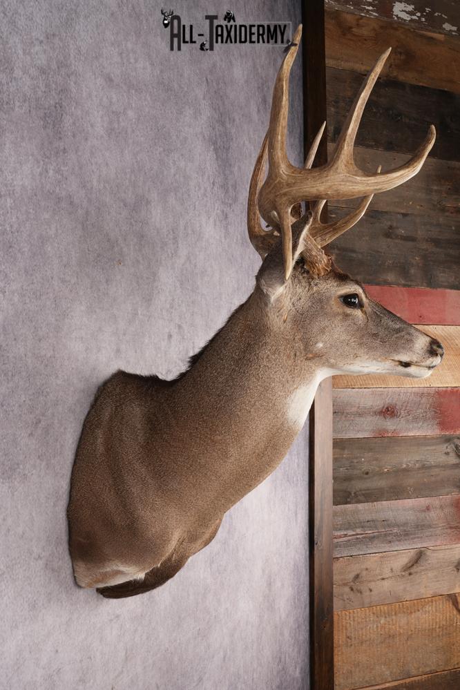 Whitetail Deer Shoulder Mount SKU 2967 - Image 5