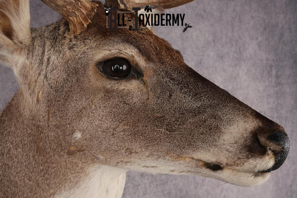 Whitetail Deer Shoulder Mount SKU 2967 - Image 4