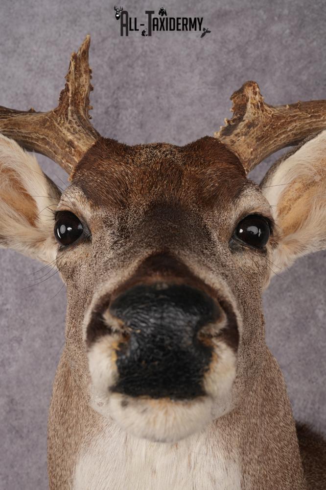 Whitetail Deer Shoulder Mount SKU 2967 - Image 3