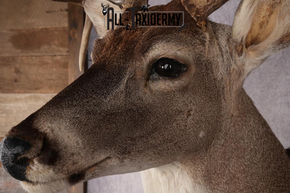 Whitetail Deer Shoulder Mount SKU 2967 - Image 2