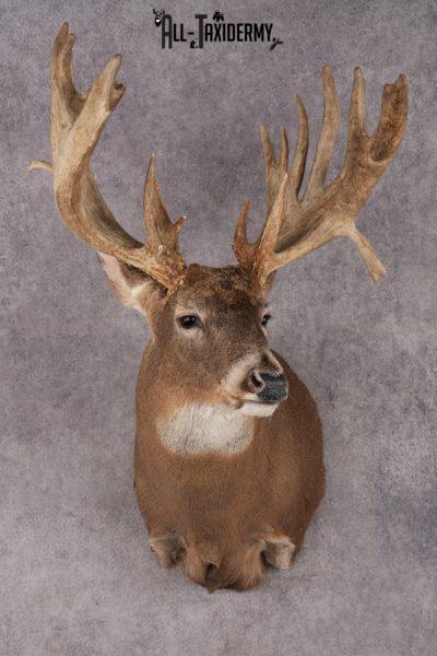 Whitetail Deer Shoulder Mount SKU 2968