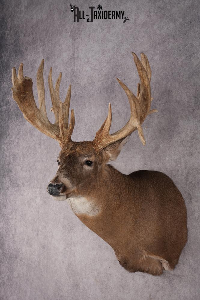 Whitetail Deer Shoulder Mount SKU 2968 - Image 8