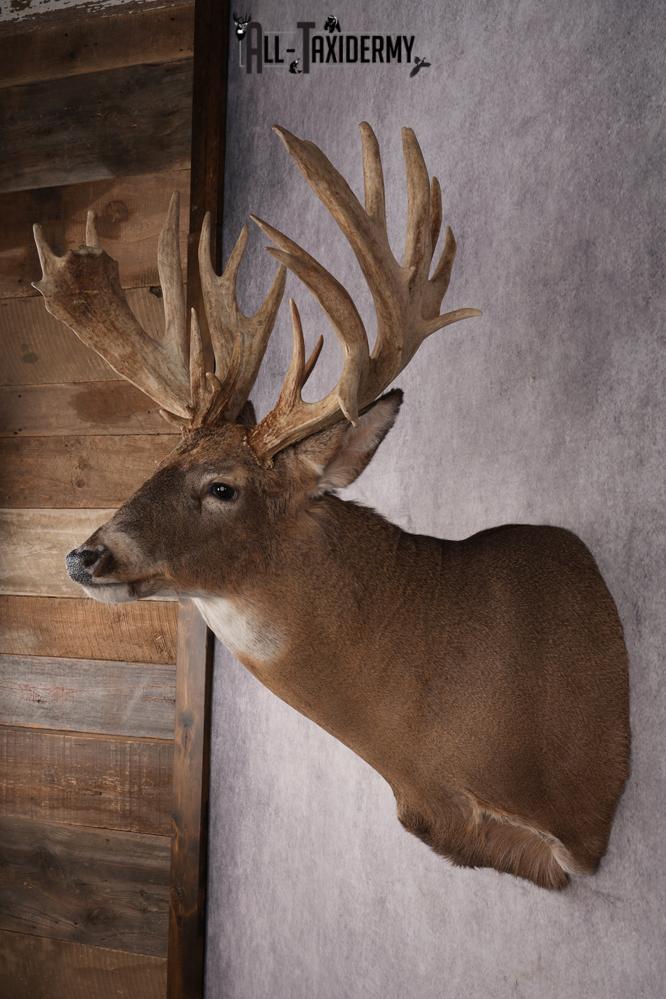 Whitetail Deer Shoulder Mount SKU 2968 - Image 7